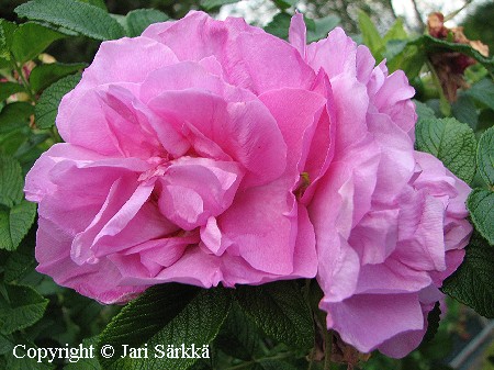 Rosa Rugosa-Ryhm� 
